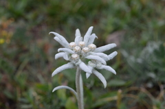 Leontopodium campestre