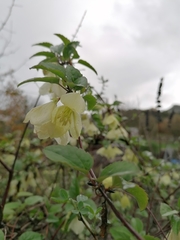 Clematis cirrhosa