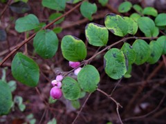 Symphoricarpos × chenaultii