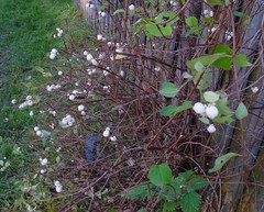 Symphoricarpos albus
