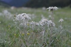 Leontopodium campestre
