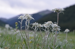 Leontopodium campestre