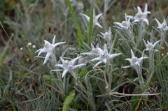 Leontopodium campestre