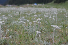 Leontopodium campestre