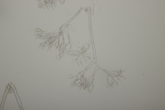 Hyaloperonospora praecox