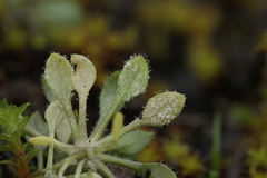 Hyaloperonospora praecox