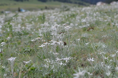 Leontopodium campestre