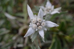 Leontopodium campestre