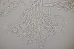 Hyaloperonospora praecox