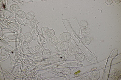 Hyaloperonospora praecox