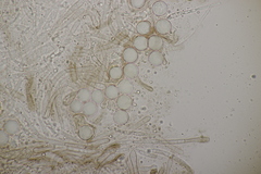 Cubonia bulbifera