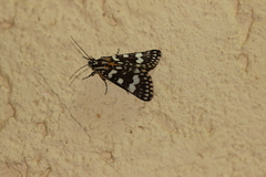 Ipanica cornigera