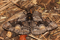 Phaeoura mexicanaria