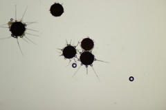 Phyllactinia corni