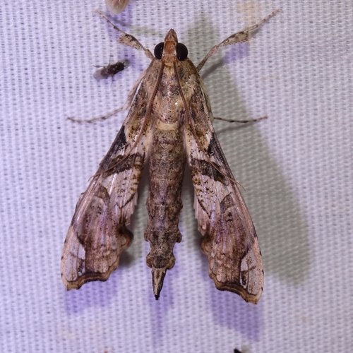 Erythrina borer photo 4