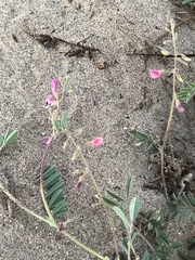 Tephrosia cinerea