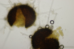 Phyllactinia corni