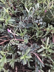 Tephrosia cinerea
