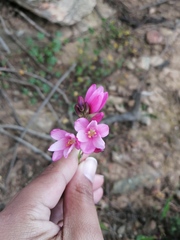 Ixia helmei