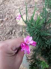 Ixia helmei