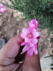 Ixia helmei