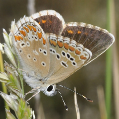 Aricia montensis