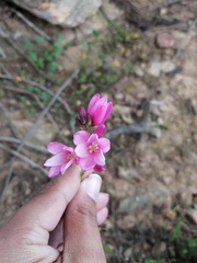 Ixia helmei