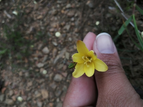 Sparaxis fragrans
