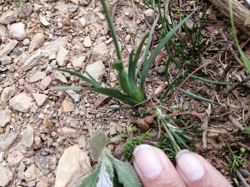 Sparaxis fragrans