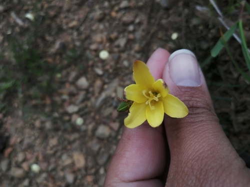 Sparaxis fragrans