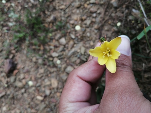 Sparaxis fragrans