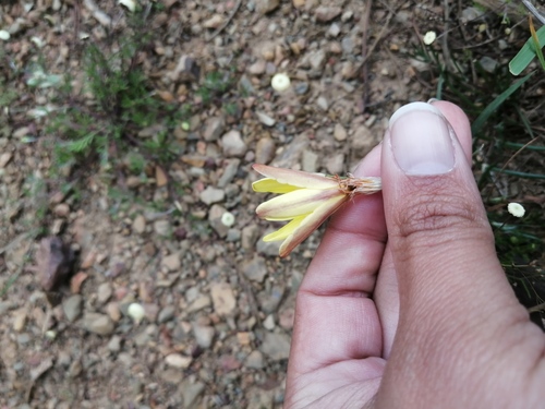 Sparaxis fragrans