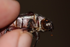 Lepidiota squamulata