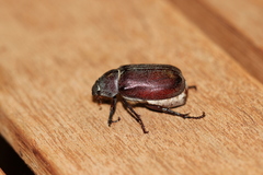 Lepidiota squamulata