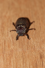 Lepidiota squamulata