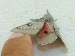 Syssphinx heiligbrodti