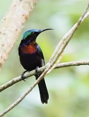 Leptocoma calcostetha
