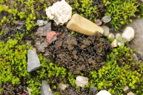 Jelly Lichen