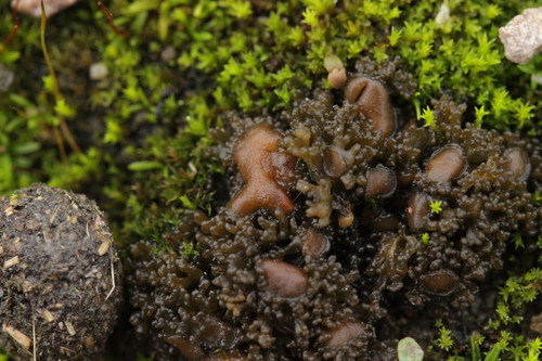Jelly Lichen