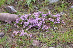 Thymus seravschanicus