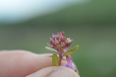 Thymus seravschanicus