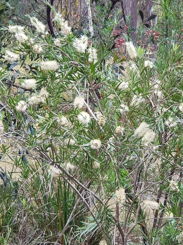 Image of Melaleuca paludicola by (c) Terra Occ, some rights reserved (CC BY)