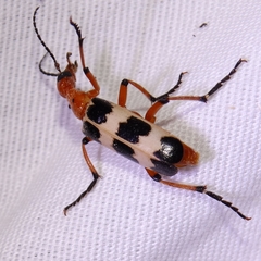 Pyrota palpalis