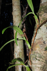 Bulbophyllum henrici image