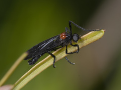 Plecia dimidiata