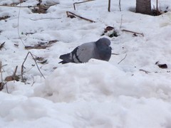 Columba livia domestica