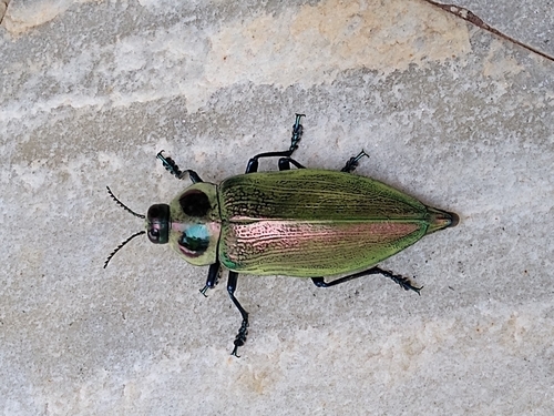 Ceiba Borer photo 5