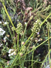 Thesium spicatum