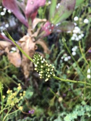 Thesium spicatum
