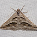 Shaded Granite Moth - Photo (c) Jim Johnson, some rights reserved (CC BY-NC-ND), uploaded by Jim Johnson